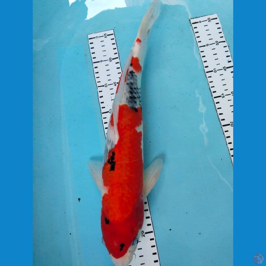showa jantan 42cm