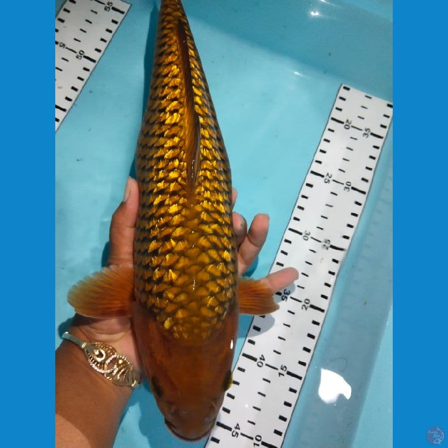 chagoi ginrin jantan 32cm
