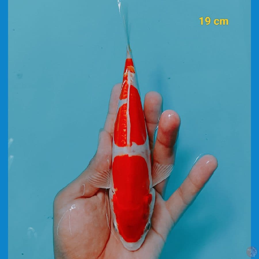 kohaku 19 cm