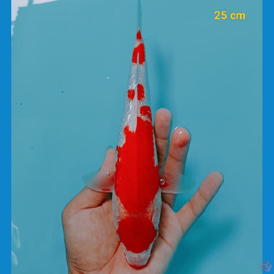 kohaku ginrin 25 cm