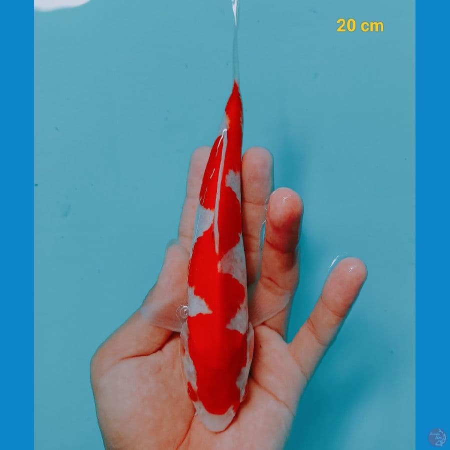 inazuma 20 cm