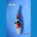 SHOWA DOITSU 30 CM