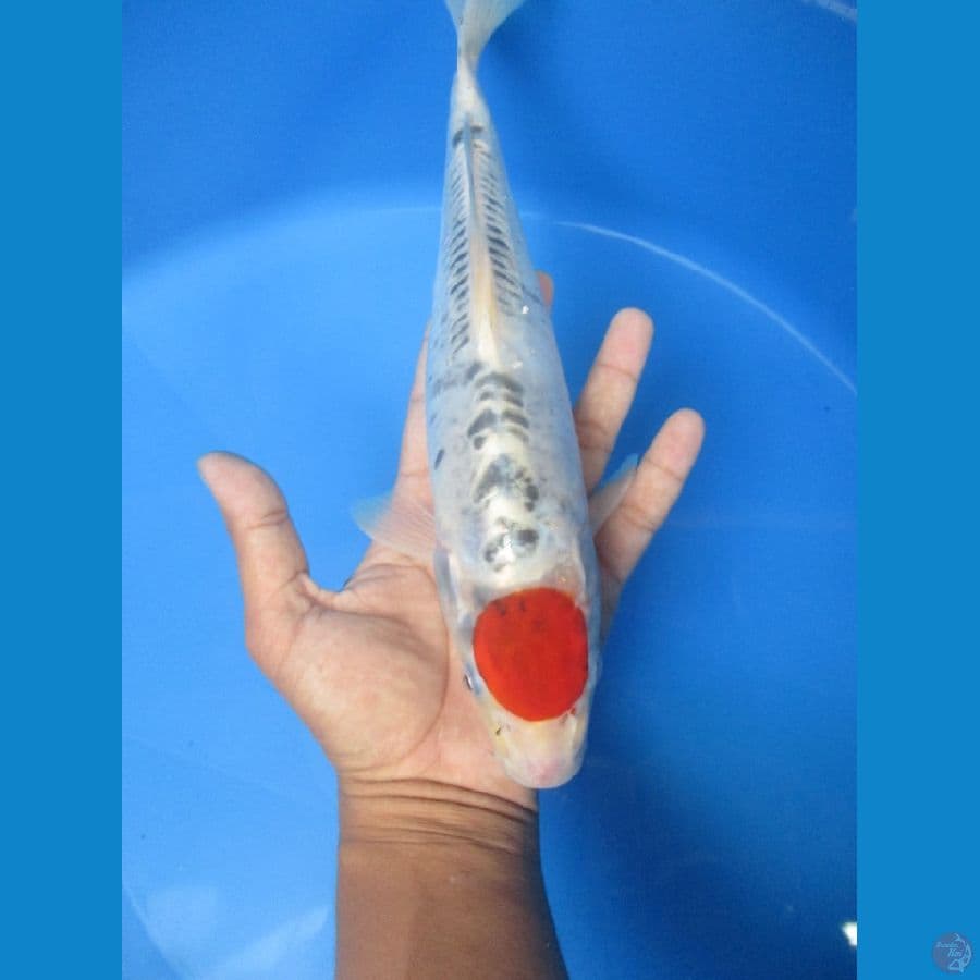 Tancho kiko. 30 cm