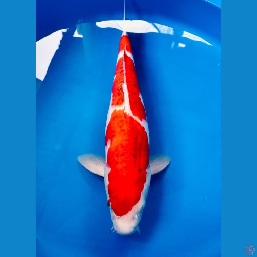 ai goromo male 43cm