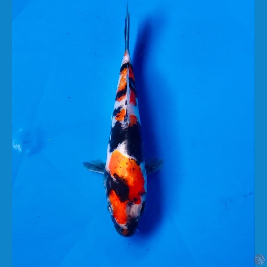 showa doitsu 12 cm
