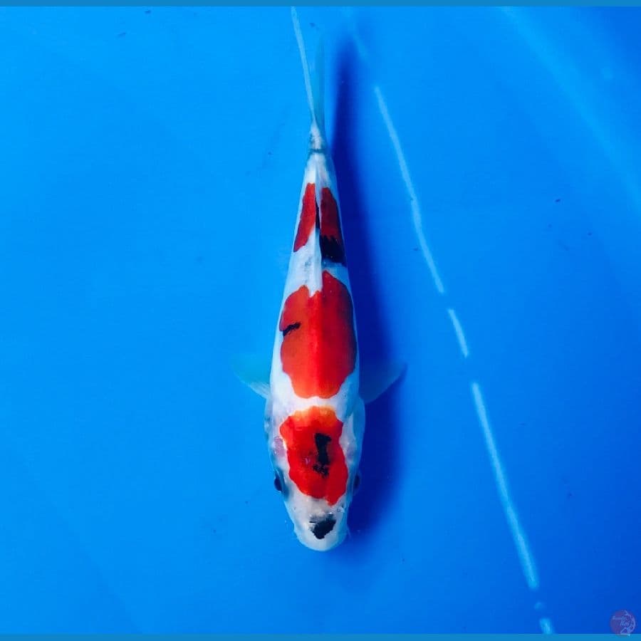 showa doitsu 14cm