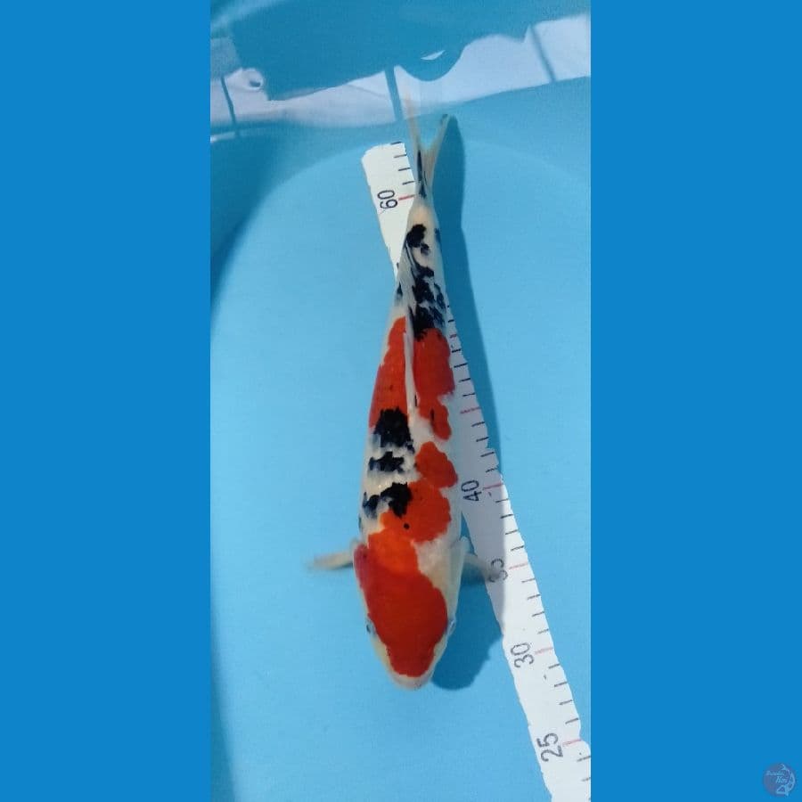 Sanke M37cm original