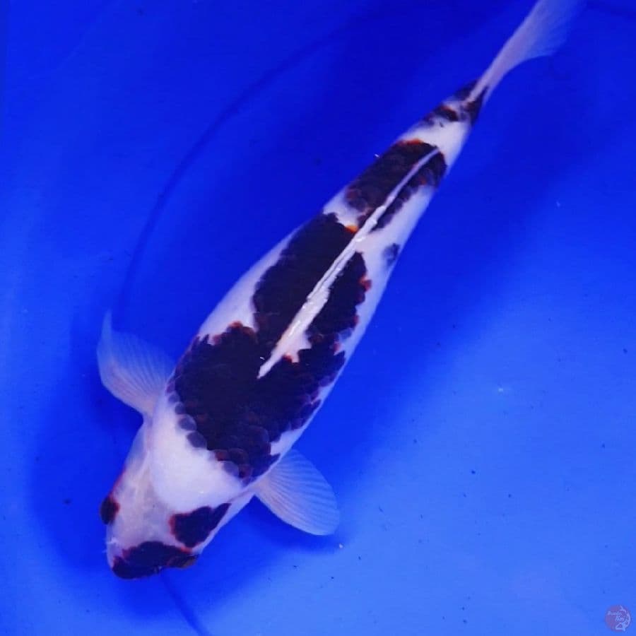 GOROMO 37CM
