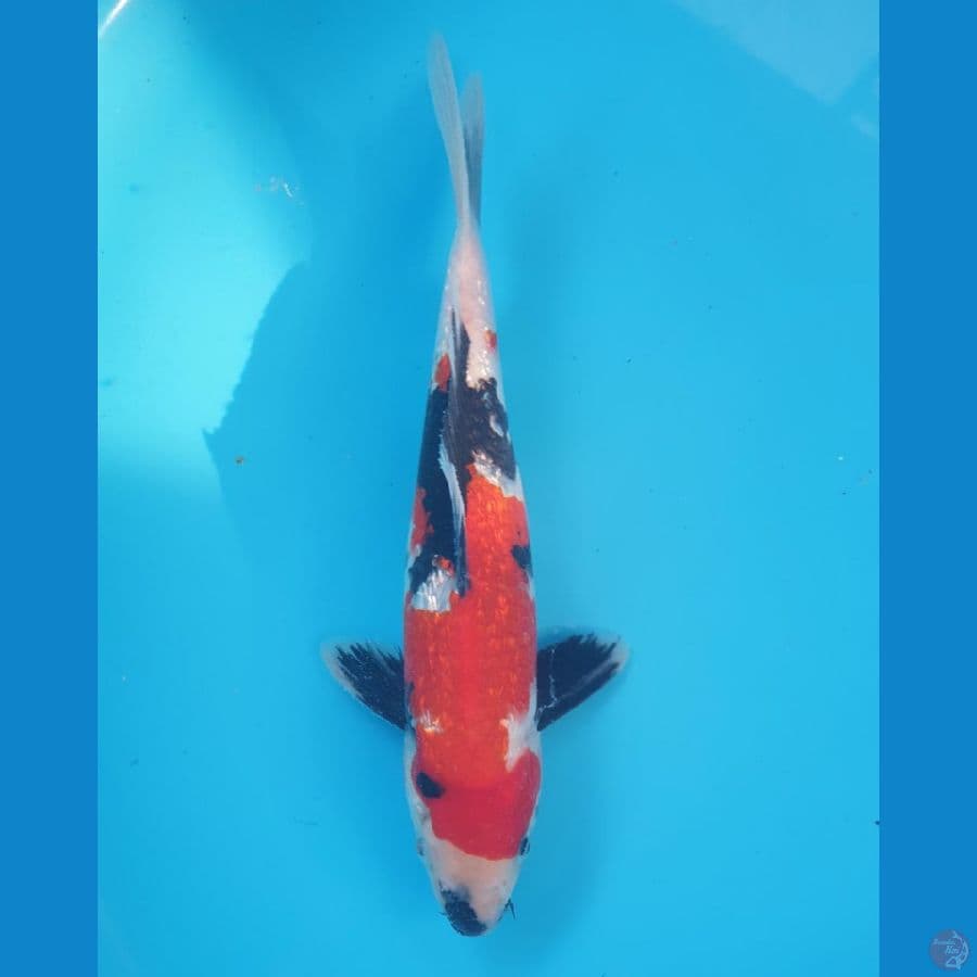 GINRIN SHOWA 24 CM Strong
