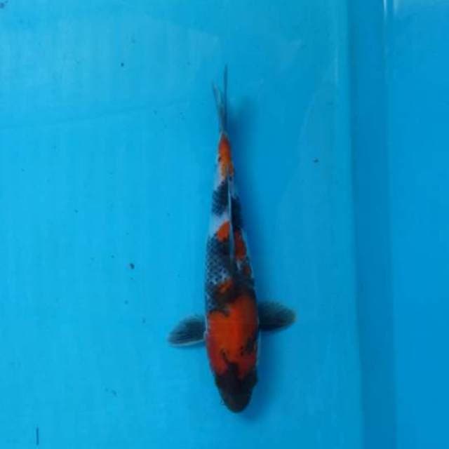 Showa sanshoku tategoi