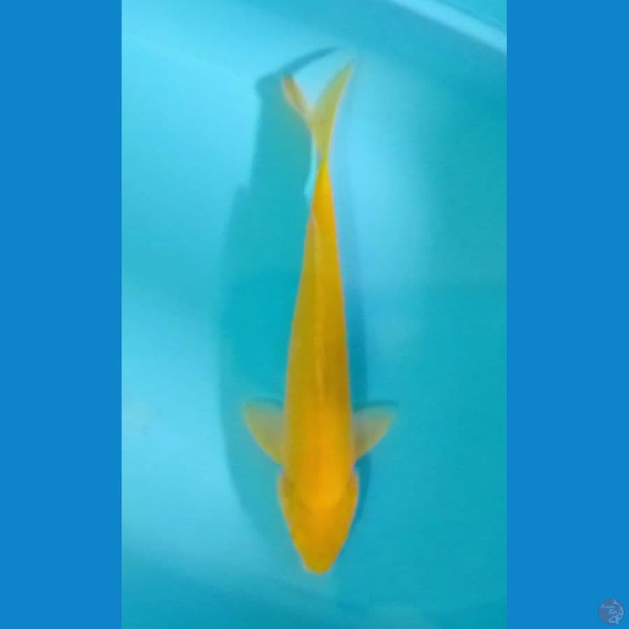 Karashi Lemon 38cm (M)