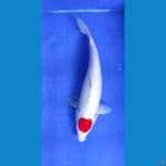 tancho kohaku i