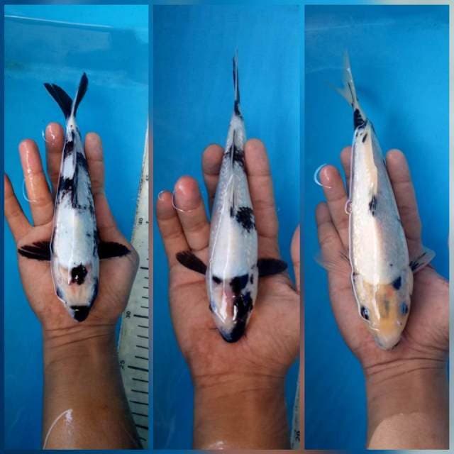 Trio shiro ginrin full