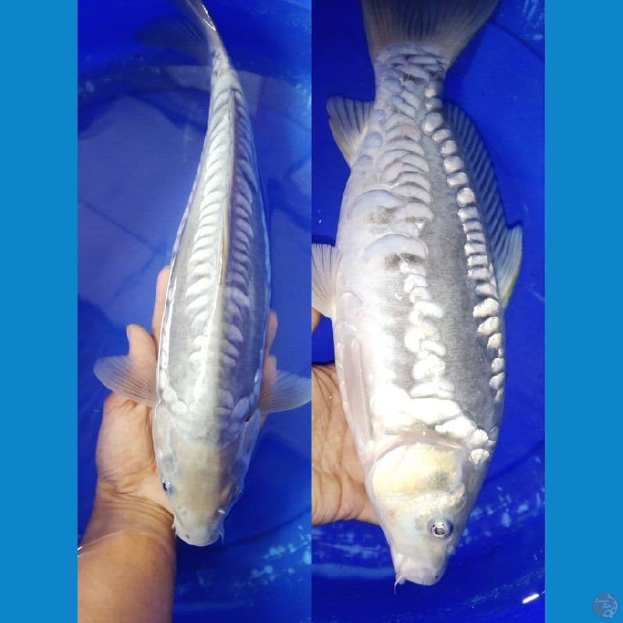 soragoi aragoke halus mulus 40cm
