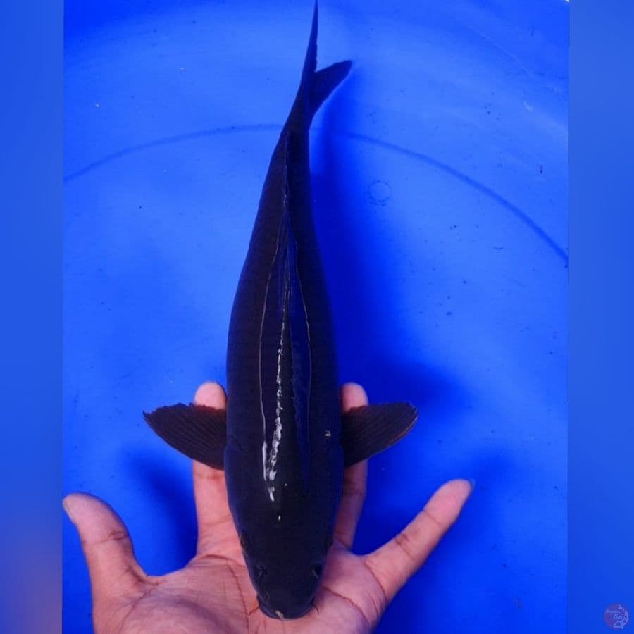BLACK CAGOI 34CM