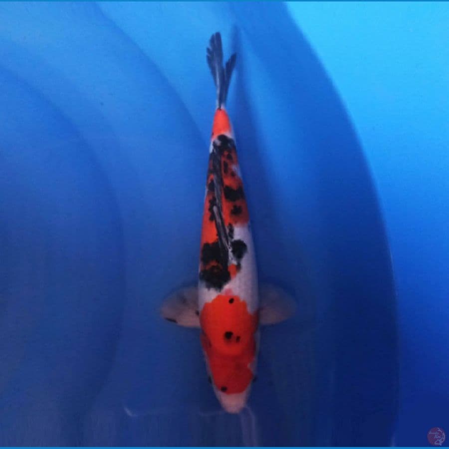 Sanke 32 cm