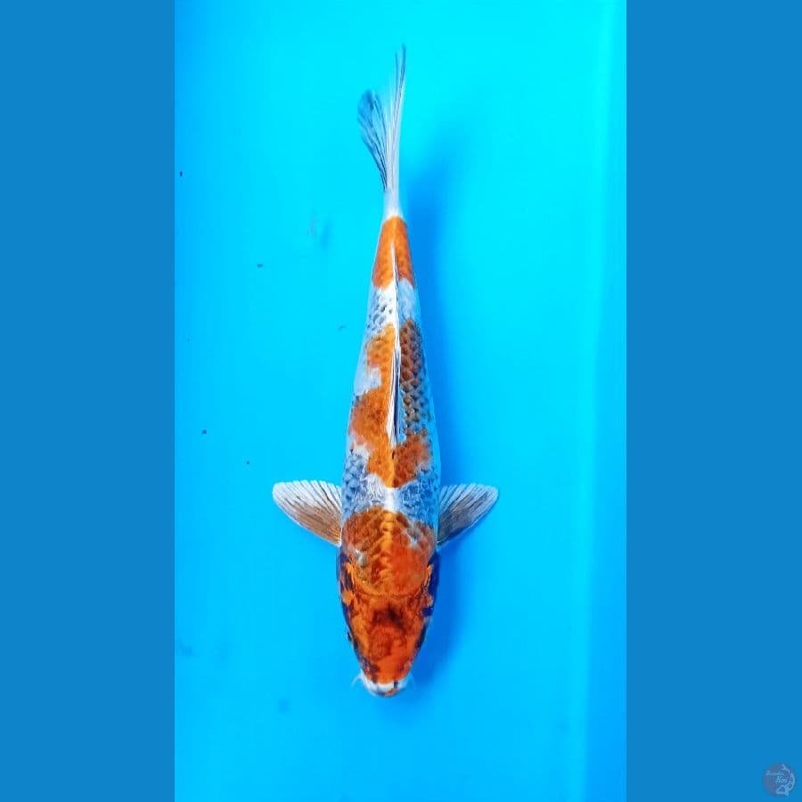 Kin showa 25cm