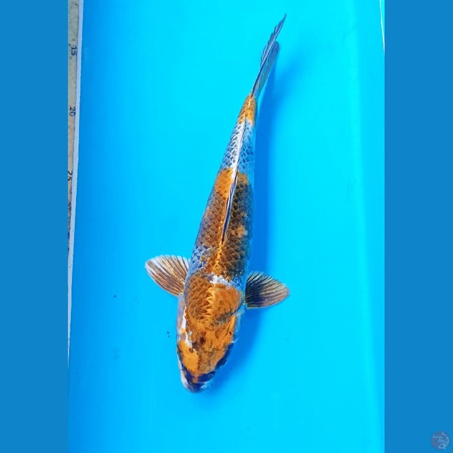Kin showa 26cm