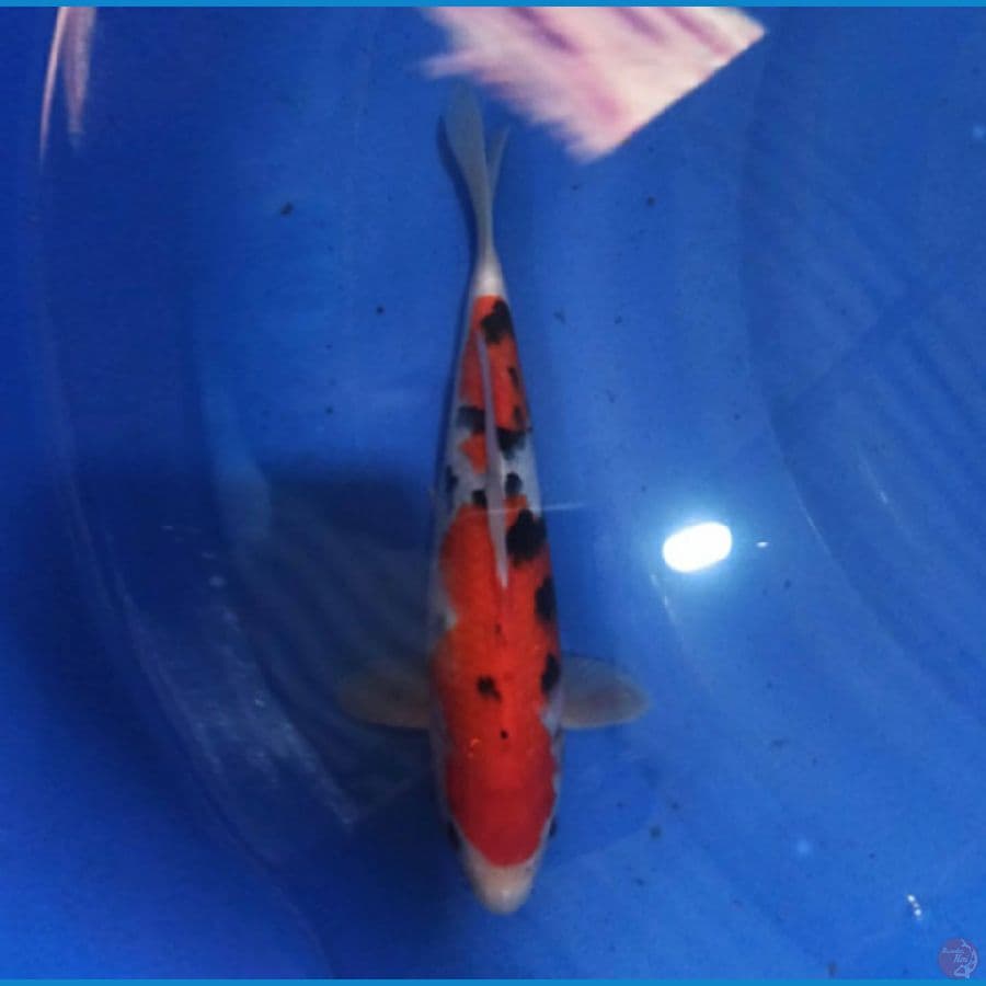 Sanke 27 cm