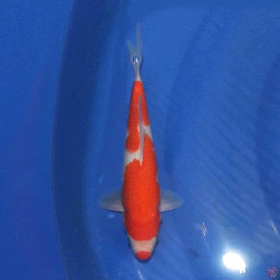 Kuchibeni Kohaku 25 cm
