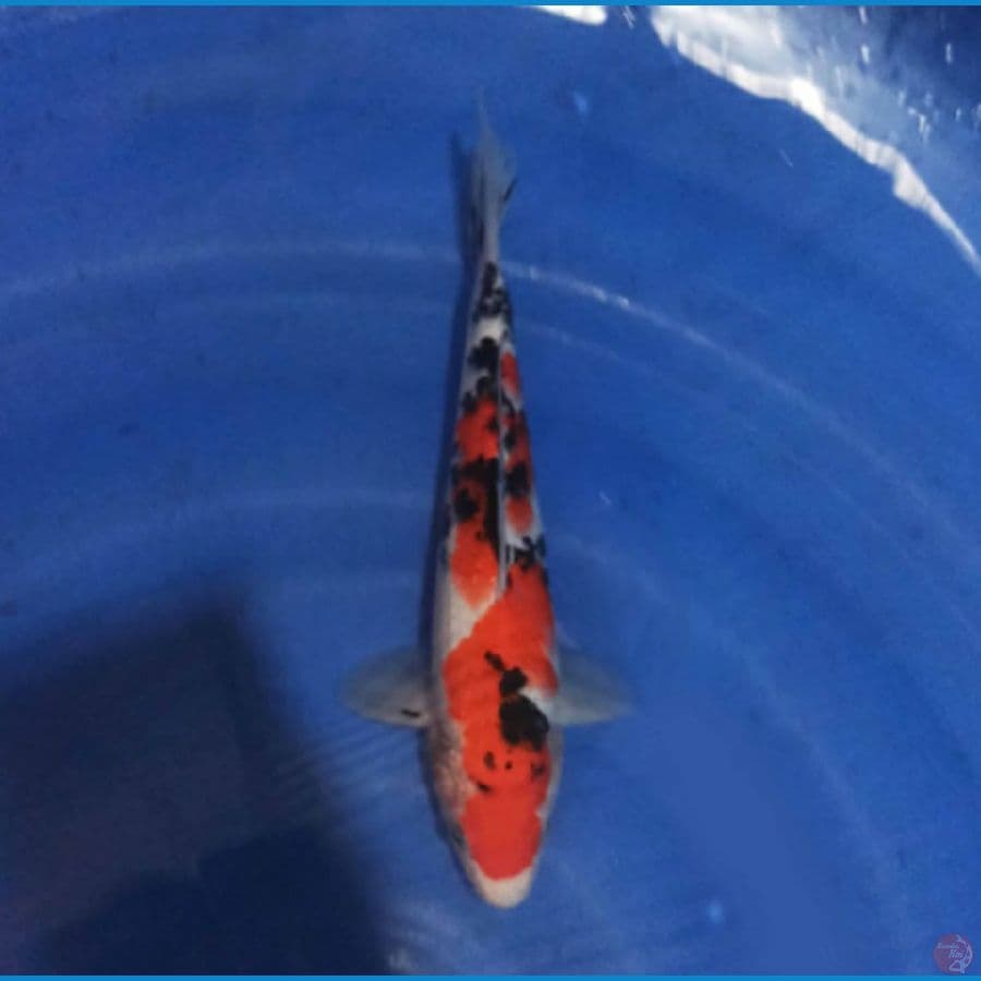 Sanke 24 cm