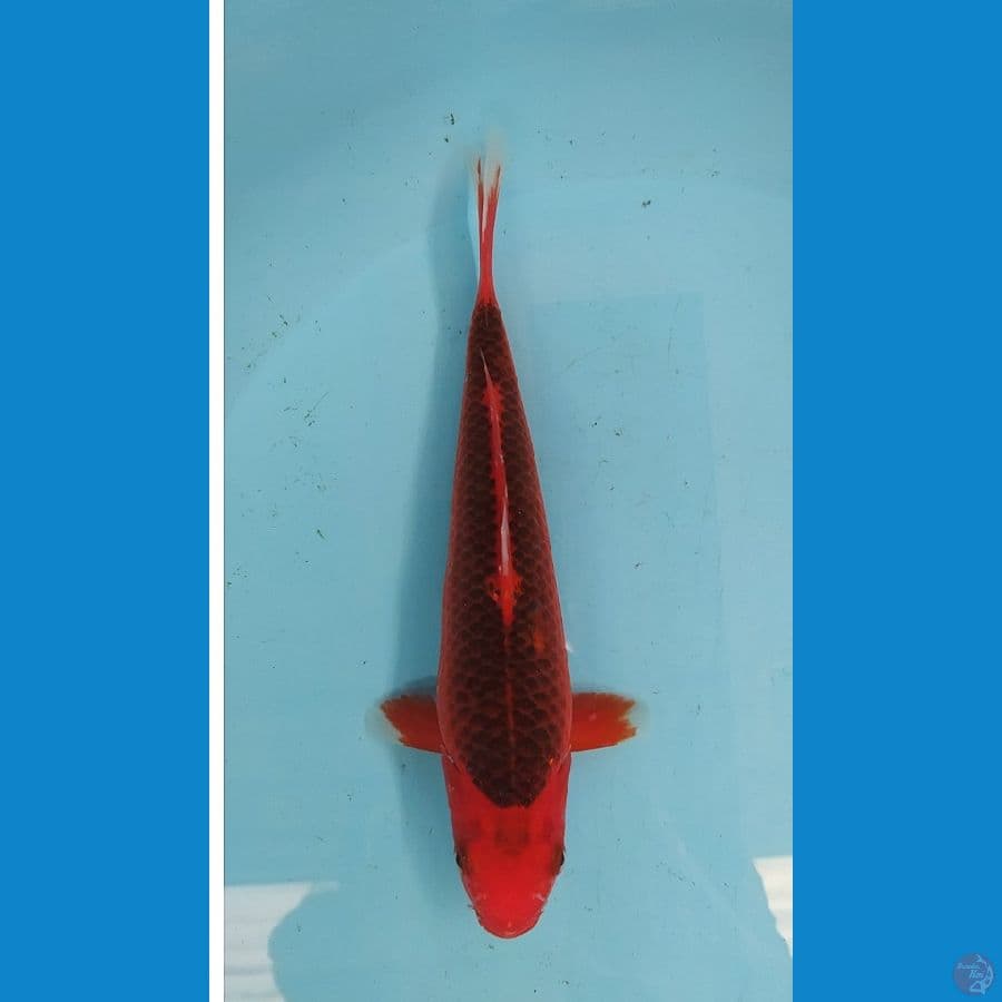 Aka Matsuba 27 cm 