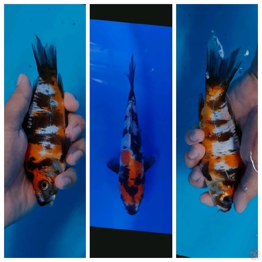 Koi Import Jepang Doitsu Showa (Sertifikat Shinoda) 19cm