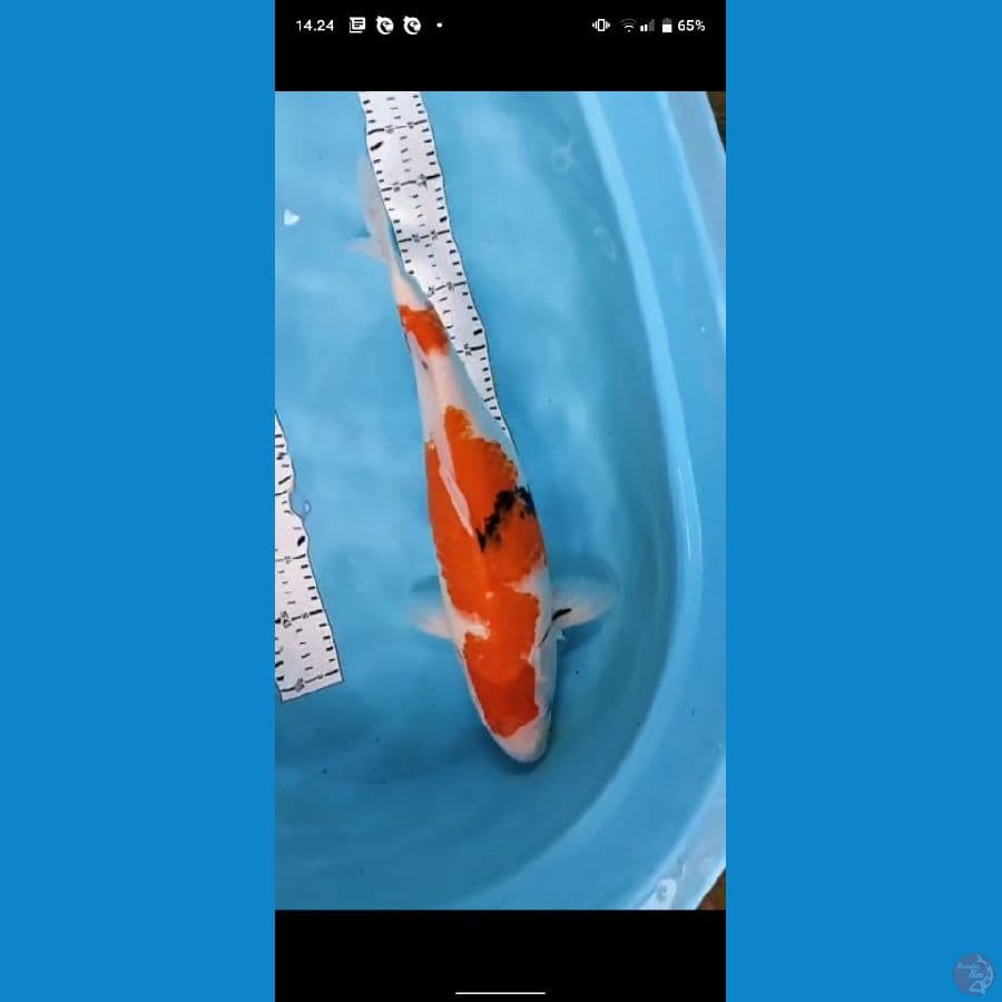 showa 47cm