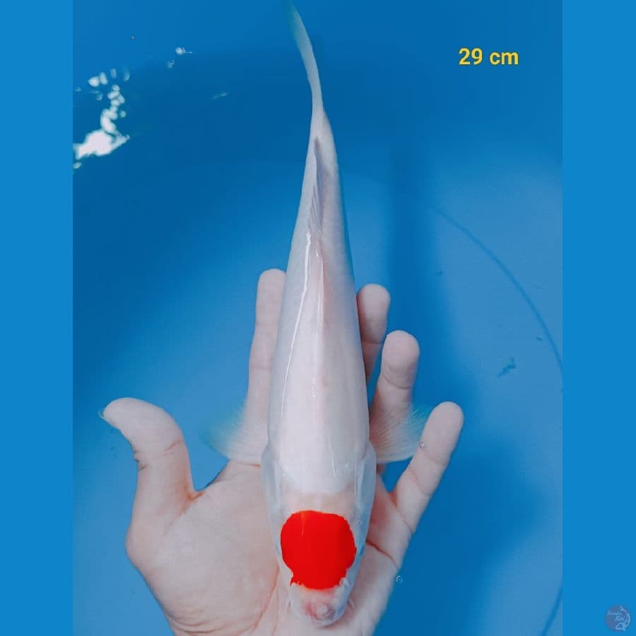 Tancho Kohaku 29 cm