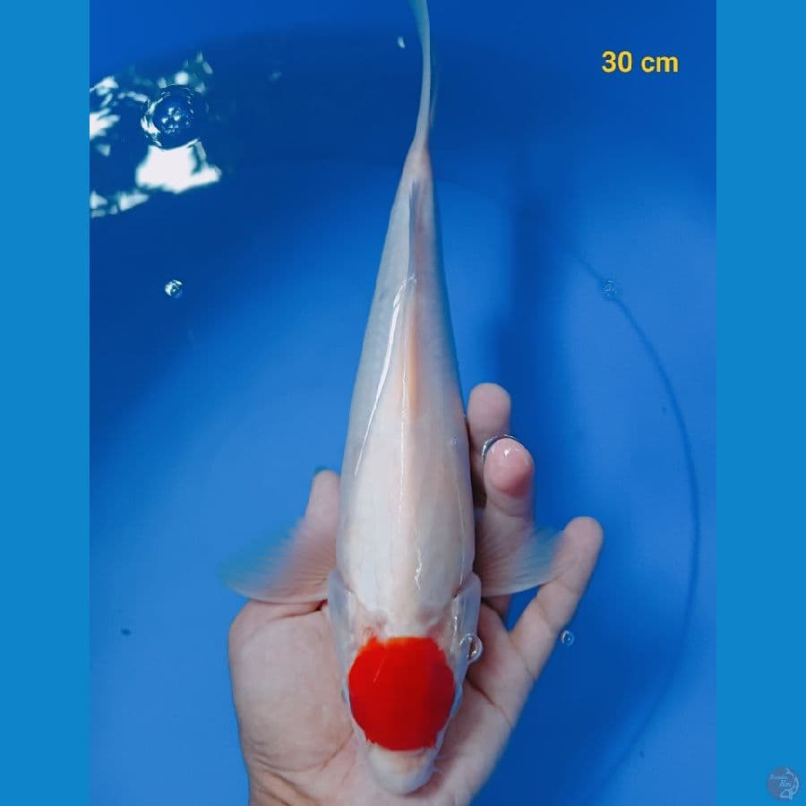 Tancho kohaku 30 cm