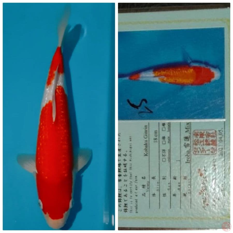 Marusai kohaku ginrin 35 bu