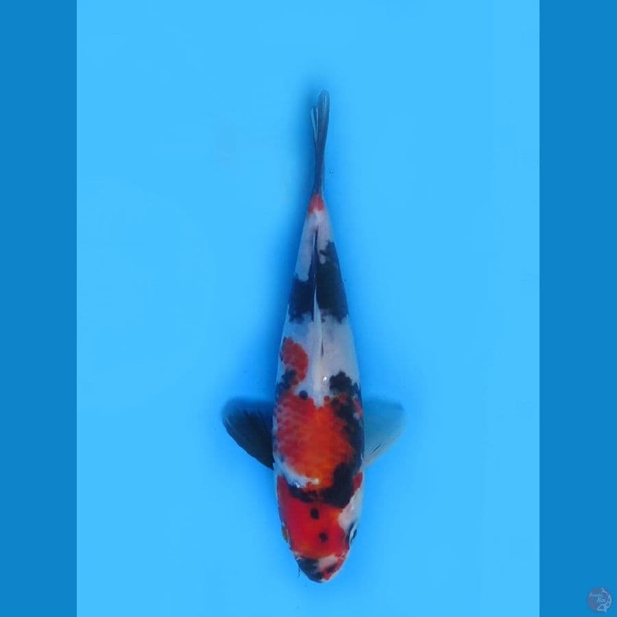 18cm - Baby Showa