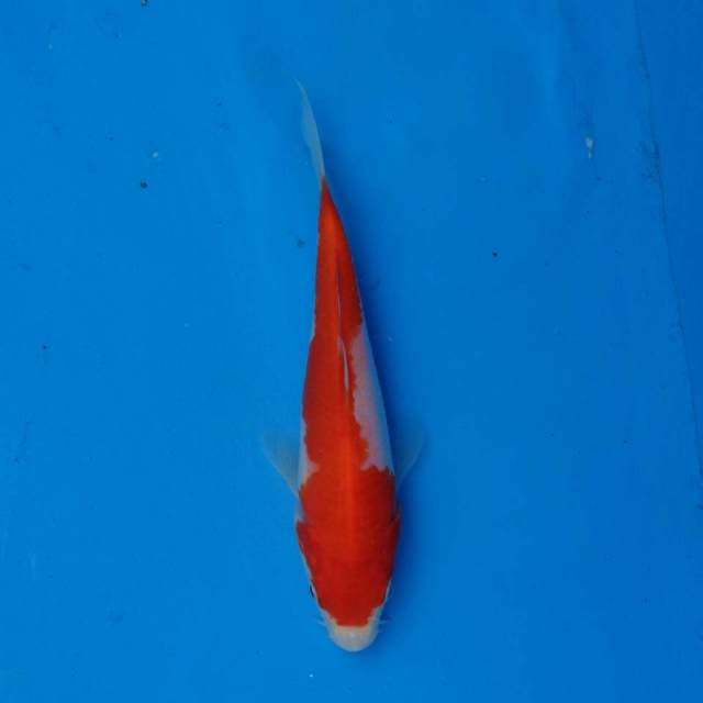 Kohaku Ori F1