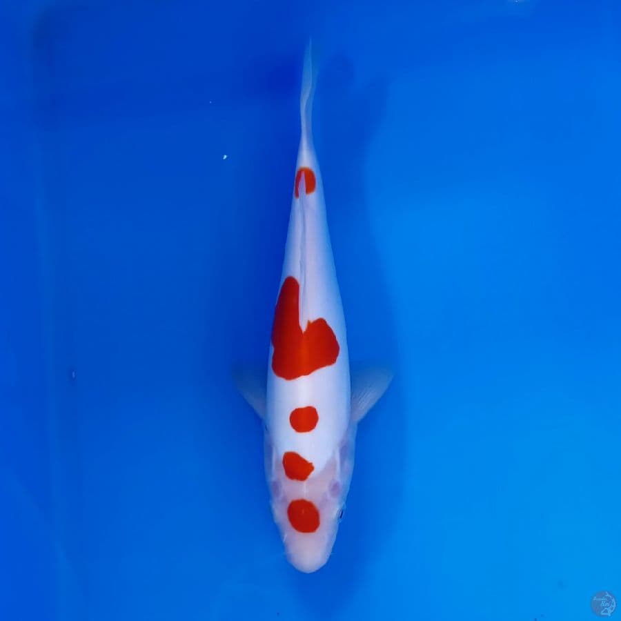TOYAMA - DOITSU POLKA DOT MURNI 28CM