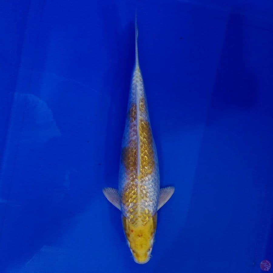 KITARO - HARIWAKE GINRIN BULKY 31CM