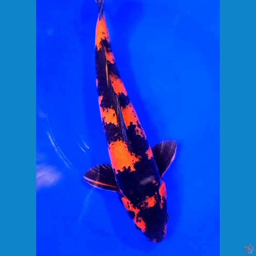 Hiutsuri male 35 cm