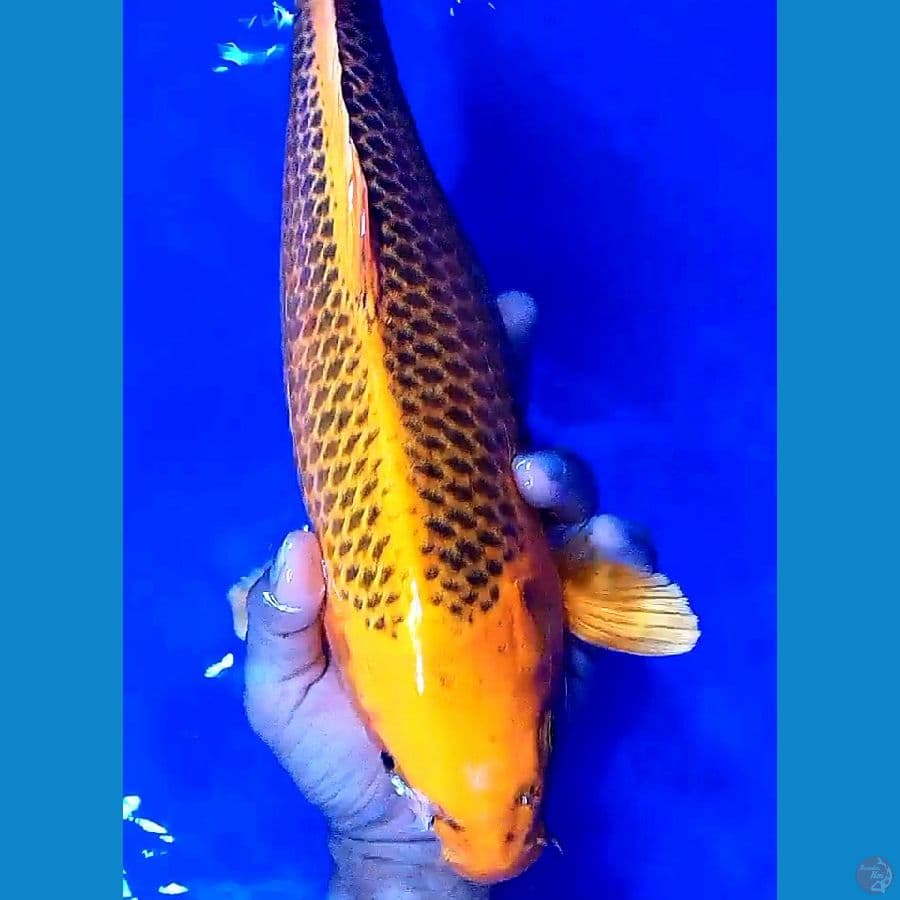 Ginmatsuba fm 39 cm
