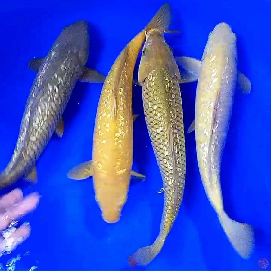4 Midori ginrin 33 cm