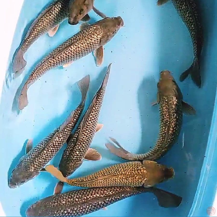 10 soragoi ginrin 32-35 cm