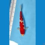 Kohaku Strong 32cm