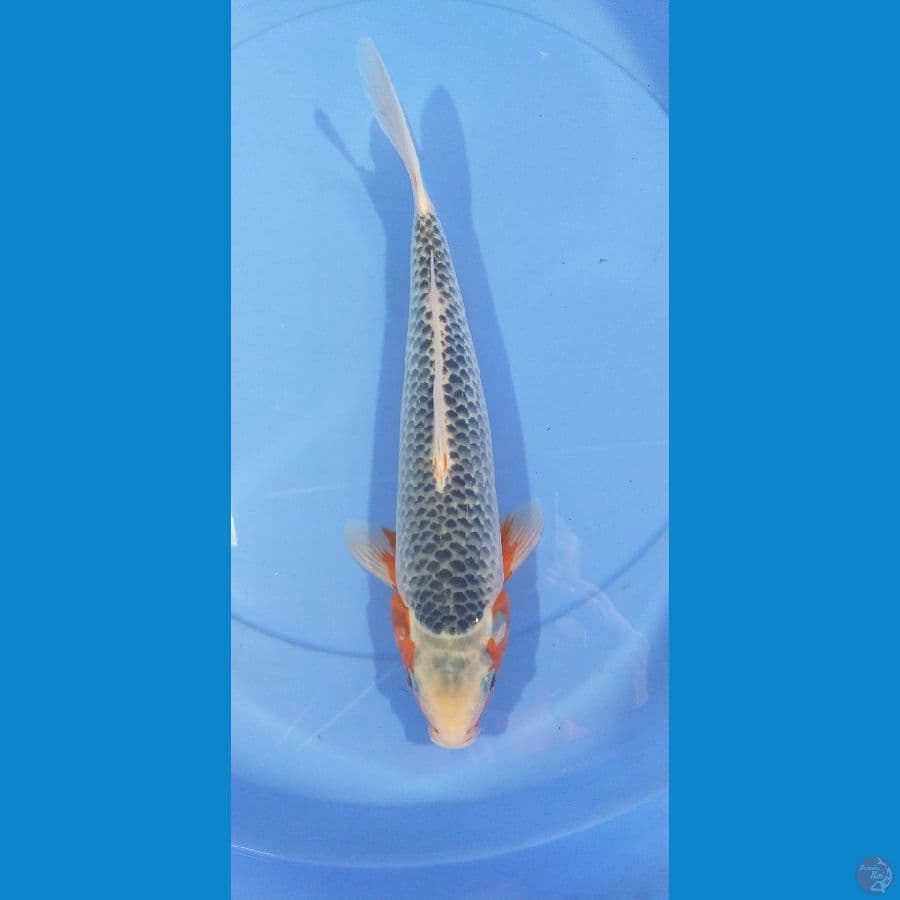 Asagi 31cm/Unknown #RKA1