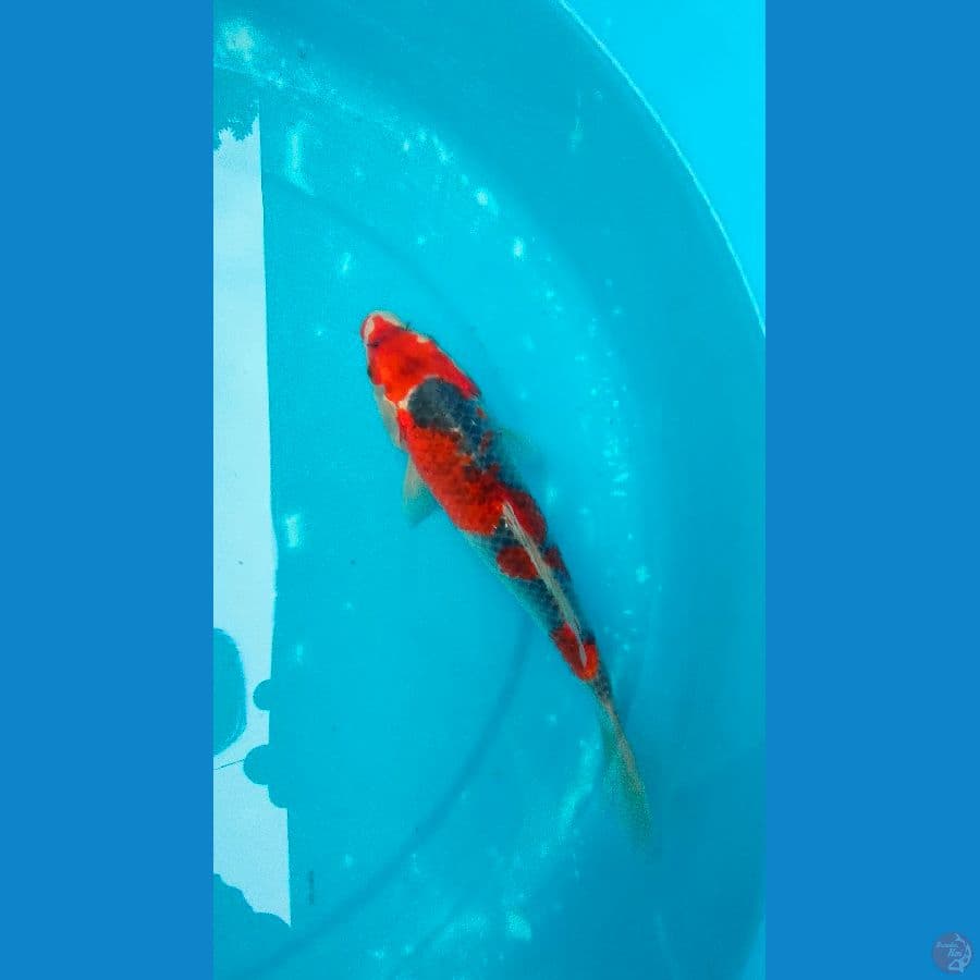 goshiki 25 cm