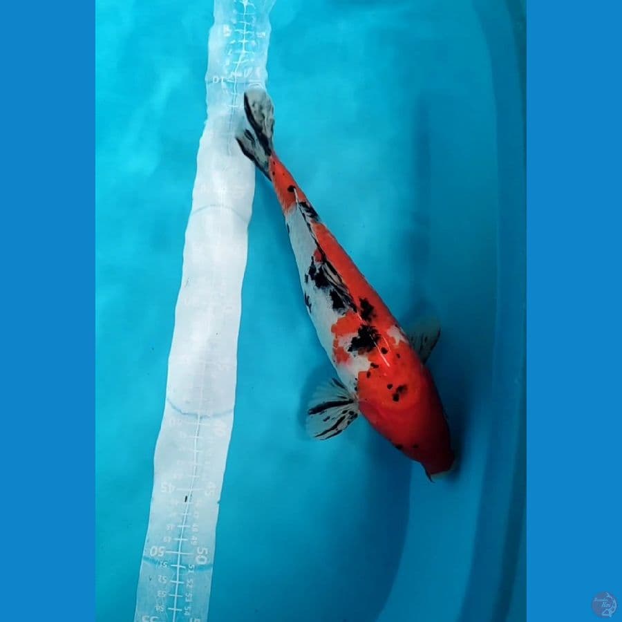 Sanke Jantan 35 cm