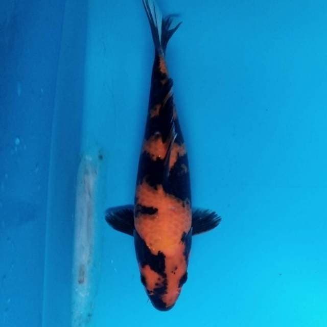 Hi Utsuri