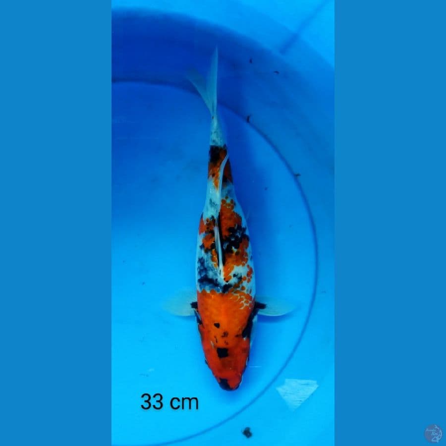 showa 33 cm