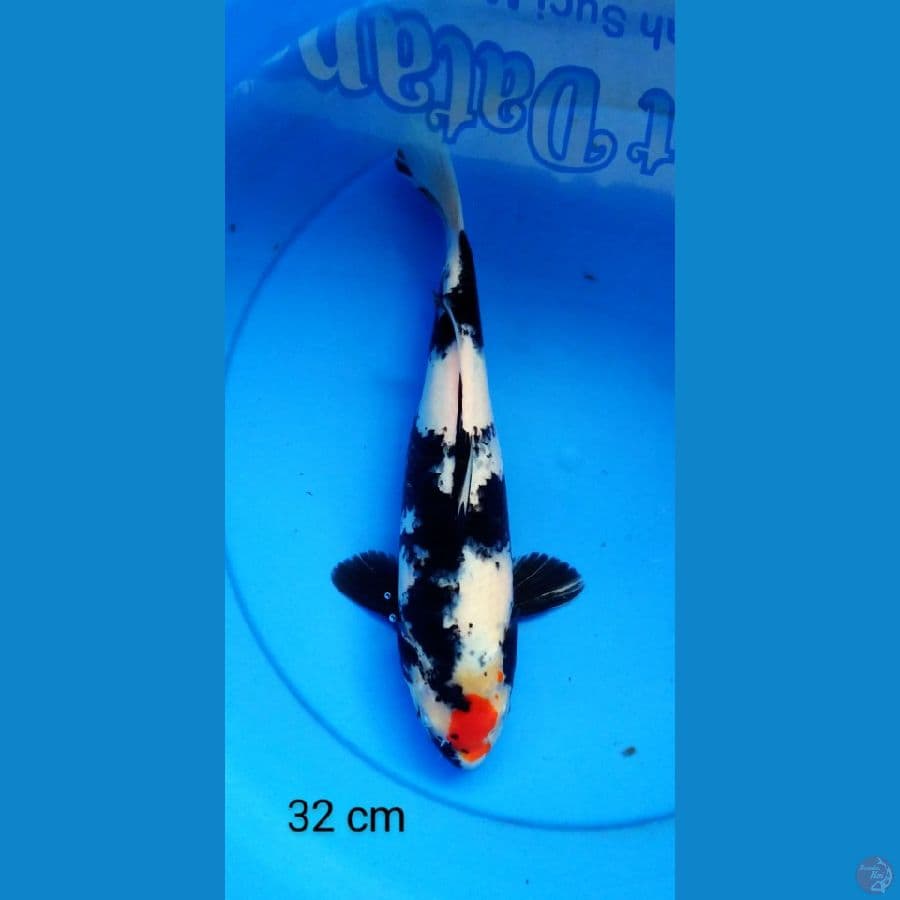 showa 32 cm
