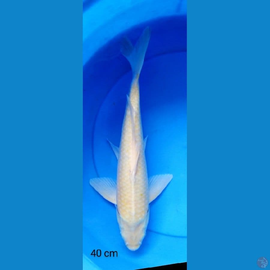 karashi 40 cm