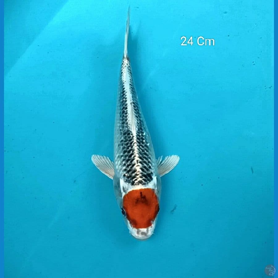 Tancho Kujaku 24 Cm
