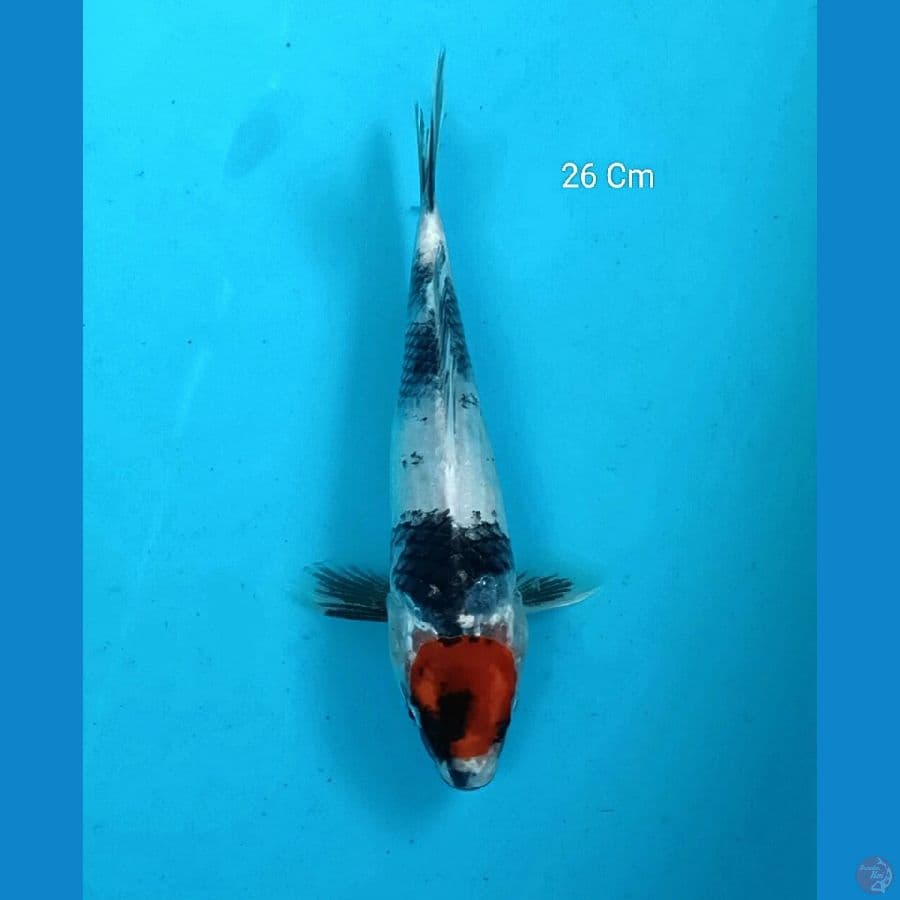 Tancho Showa 26 Cm