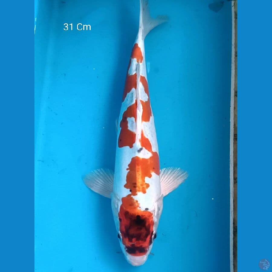 Kikokuryu Male 31 Cm